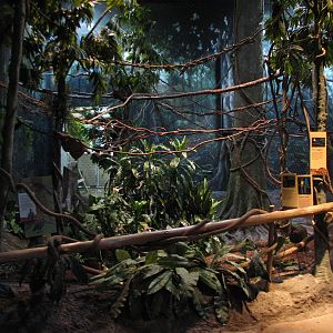 Habitat Africa! The Forest - Birds Exhibit
