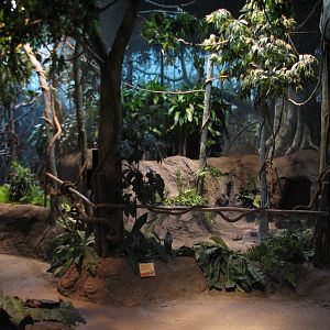 Habitat Africa! The Forest - Blue Duiker Exhibit Viewing Area