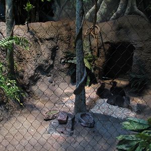 Habitat Africa! The Forest - Blue Duiker Exhibit