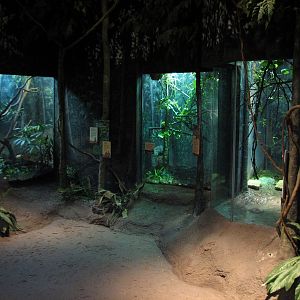 Habitat Africa! The Forest - Terrariums