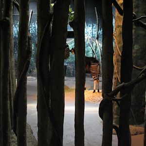 Habitat Africa! The Forest - Okapi Bedroom