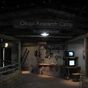 Habitat Africa! The Forest - Okapi Research Camp