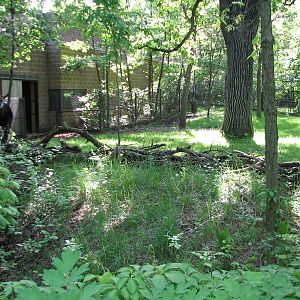 Habitat Africa! The Forest - Okapi Exhibit 2
