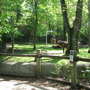 Habitat Africa! The Forest - Forest Buffalo Exhibit Viewing Area