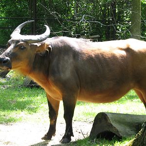 Habitat Africa! The Forest - Forest Buffalo