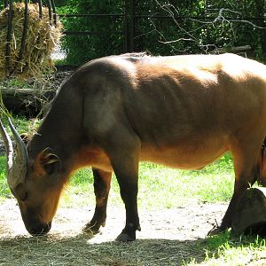 Habitat Africa! The Forest - Forest Buffalo