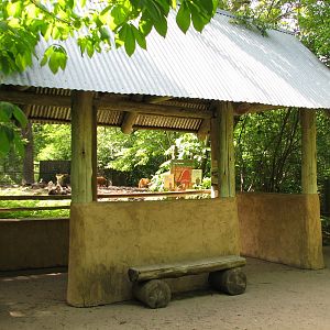 Habitat Africa! The Forest - Red River Hog Exhibit Viewing Shelter