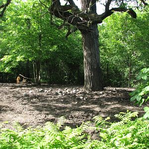 Habitat Africa! The Forest - Red River Hog Exhibit