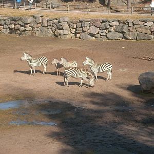 Zebras