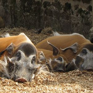 Red River Hog family