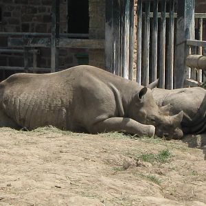 Ema and Bashira or Asani?