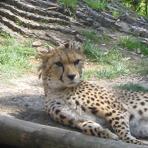 Kinky Tail the cheetah