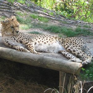 Kinky Tail in the sun