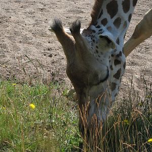 Rothschild Giraffe