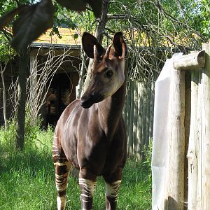 Okapi