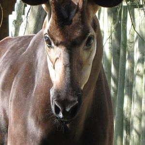 Okapi