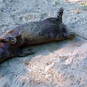 Giant Otter Iny enjoying a sand bath