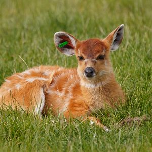 Sitatunga Fawn - 23/06/2010