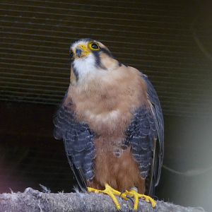 Aplomado Falcon (Falco femoralis) at Cotswold Falconry Centre
