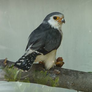 African Pygmy Falcon at the Cotswold Falconry Centre
