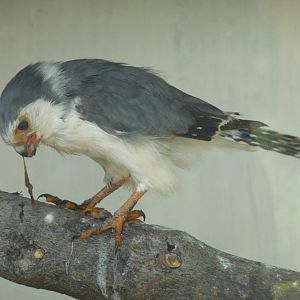 African Pygmy Falcon at the Cotswold Falconry Centre