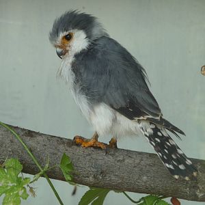 African Pygmy Falcon at the Cotswold Falconry Centre