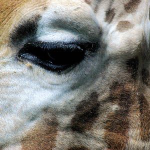 Male Rothchilds Giraffe