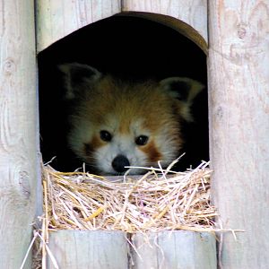 Red Panda