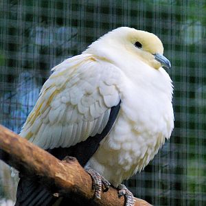 Pied imperial pigoen
