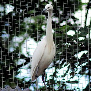 Little Egret