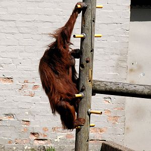 Orang utan