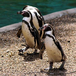 Penguins - Humboldts