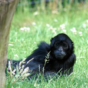 columbian black spider monkey