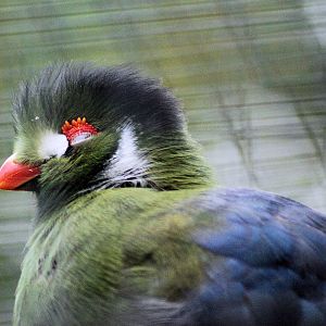 Turaco white cheeked