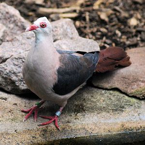 Pink Pigeon