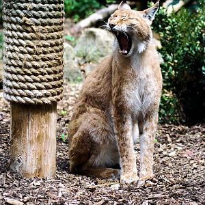 Lynx