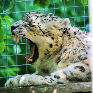 Snow Leopard