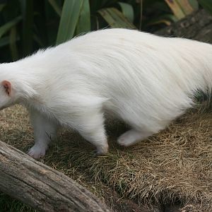 Albino skunk; Chessington; 25th June 2010