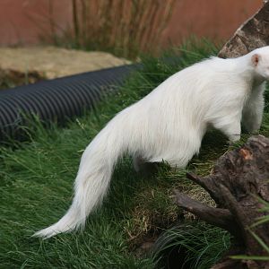 Albino skunk; Chessington; 25th June 2010
