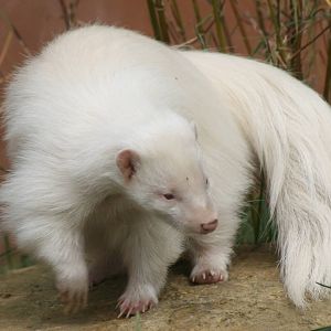 Albino skunk; Chessington; 25th June 2010