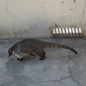 Coati