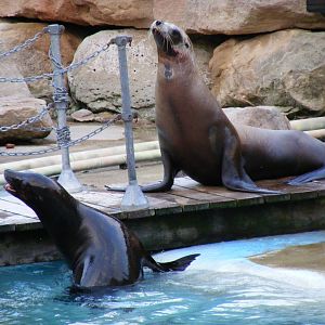 Dante and Harley the Californian sea lions at Chessington Zoo, 25 June 2010