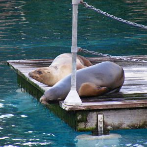 Carla and Ariel the Californian sea lions at Chessington Zoo, 25 June 2010