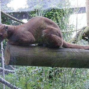 Perinet the fossa at Chessington Zoo, 25 June 2010