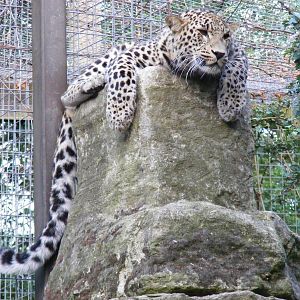 Cyrus the Persian leopard at Chessington Zoo, 25 June 2010
