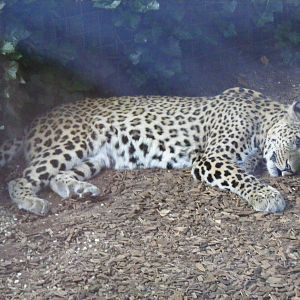 Kalaf the Persian leopard at Chessington Zoo, 25 June 2010