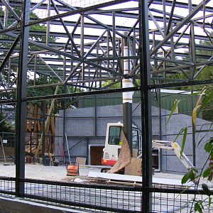 New gorilla extension at Chessington Zoo, 25 June 2010