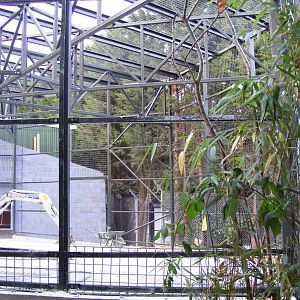 New gorilla extension at Chessington Zoo, 25 June 2010
