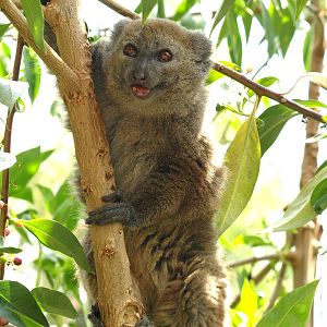 Alaotran gentle lemur