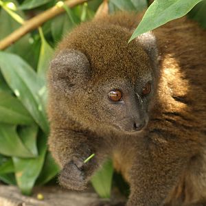 Alaotran gentle lemur